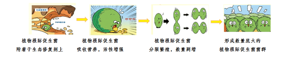 “益生菌”(根际促生菌) blob.png